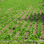 Plants: image 2 0f 4 thumb